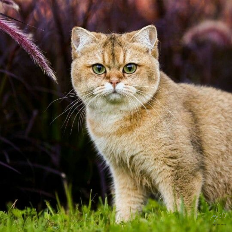 Mèo Golden lông vàng siêu ngầu