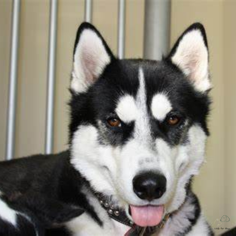 Chó Husky Siberia thuần chủng 