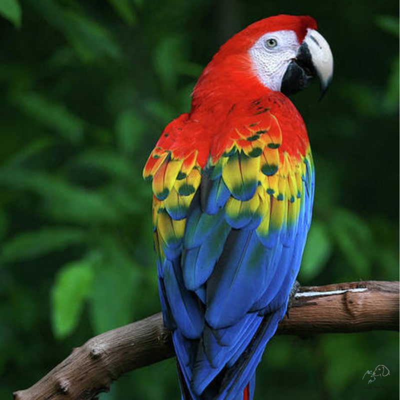 Vẹt Macaw đuôi dài