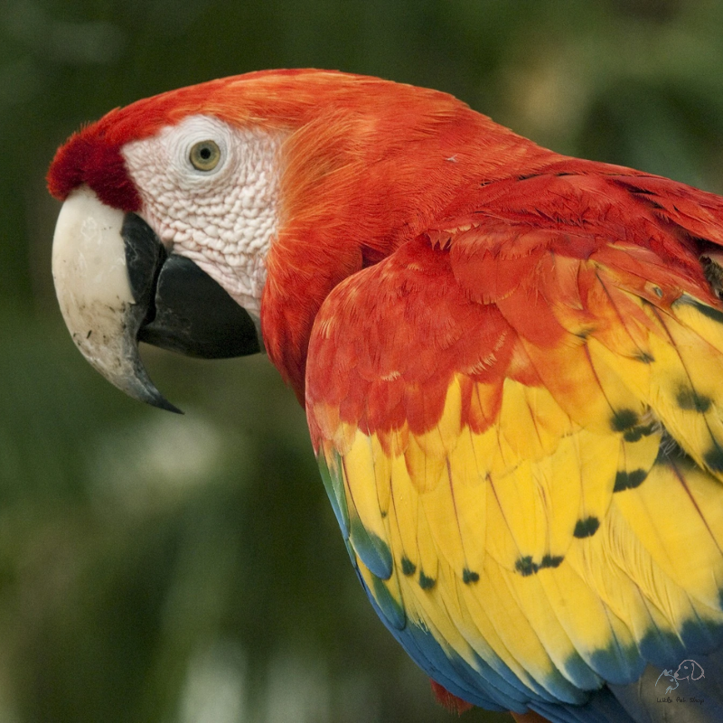 Vẹt Macaw đuôi dài