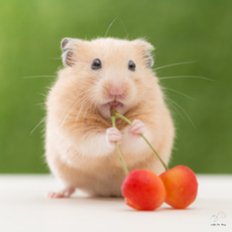Chuột Hamster màu vàng đáng yêu