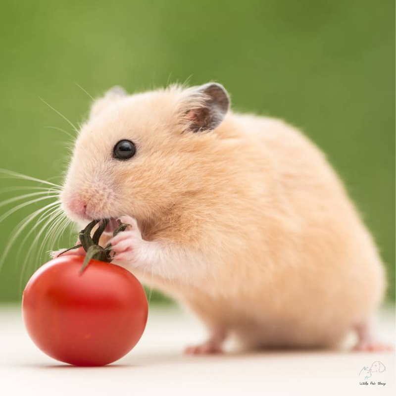 Chuột Hamster màu vàng đáng yêu