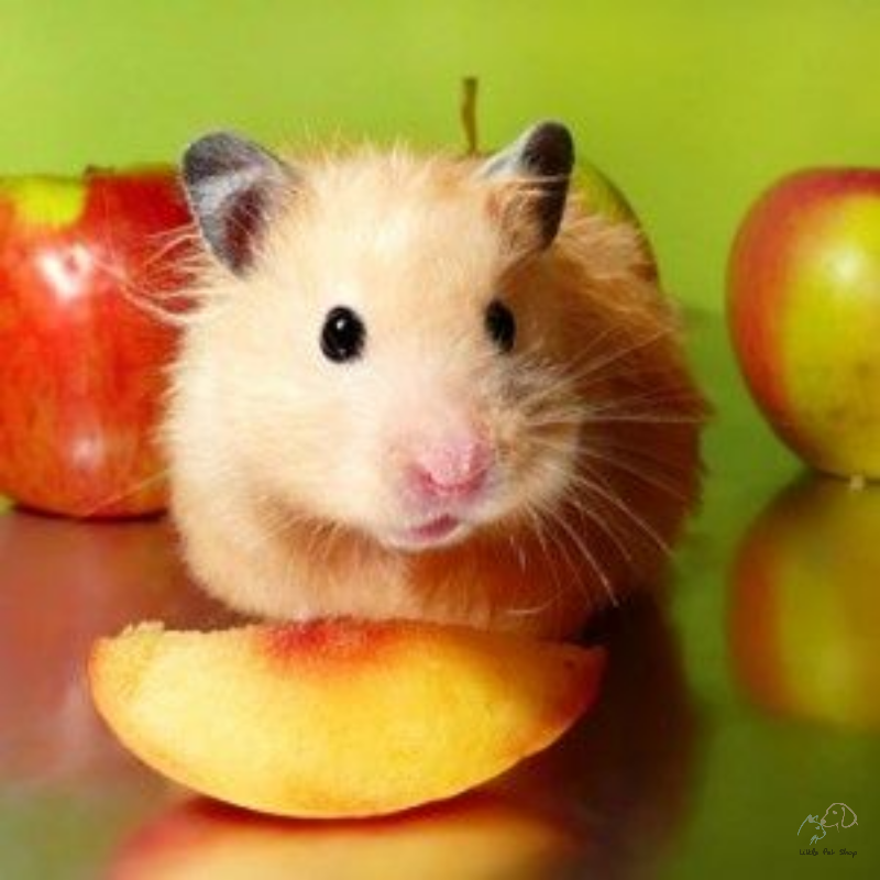 Chuột Hamster màu vàng đáng yêu