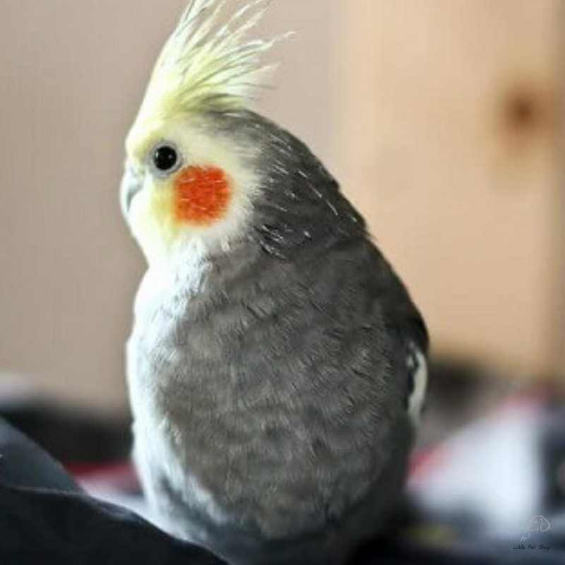 Vẹt Cockatiel