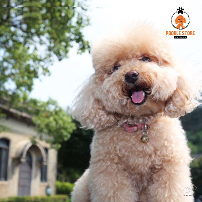 Poodle 2 tháng tuổi