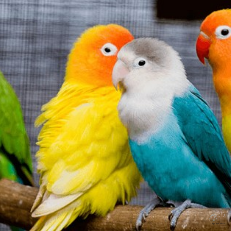 Vẹt Lovebird