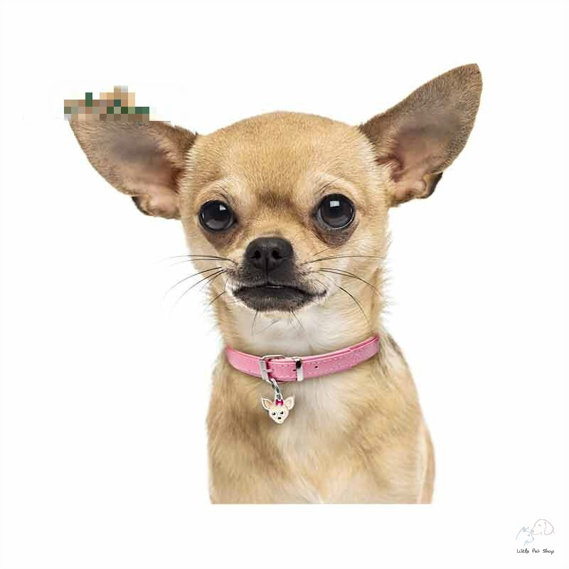 Chihuahua 1 tháng tuổi