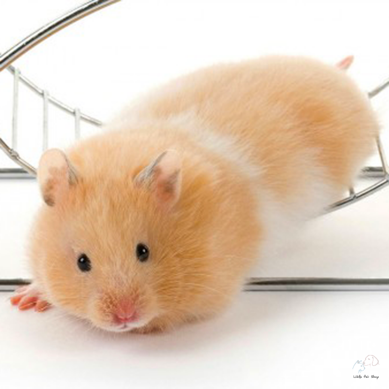 Bear gấu lông sát 