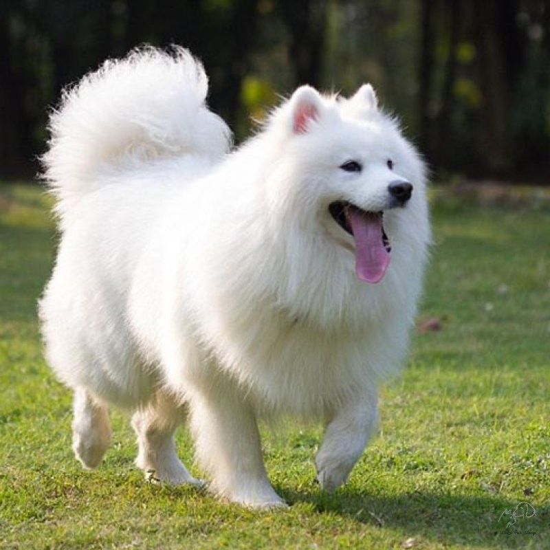 Samoyed 4 tháng tuổi