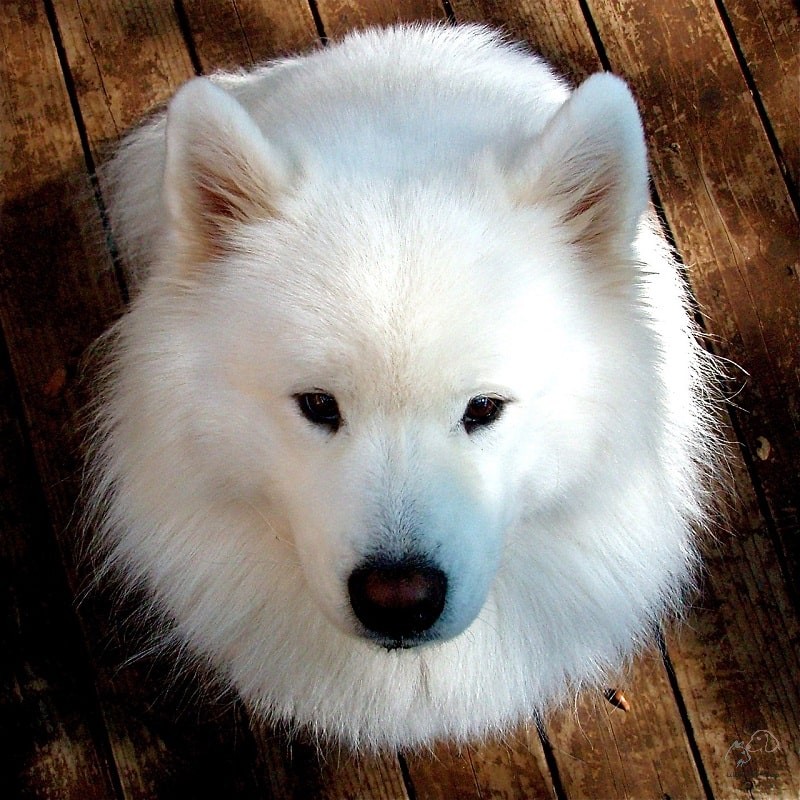 Samoyed 4 tháng tuổi