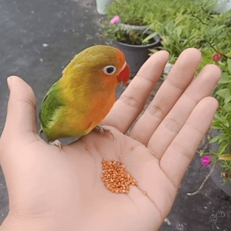 Vẹt Lovebird