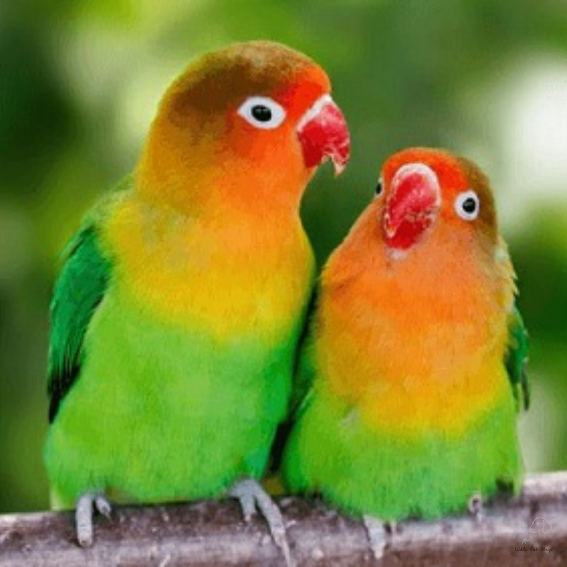 Vẹt Lovebird
