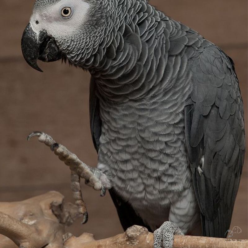 Vẹt xám Châu Phi