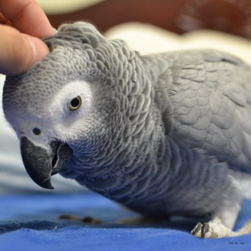 Vẹt xám Châu Phi