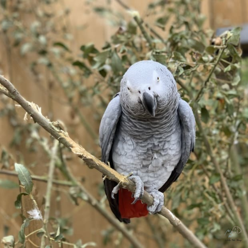 Vẹt xám Châu Phi