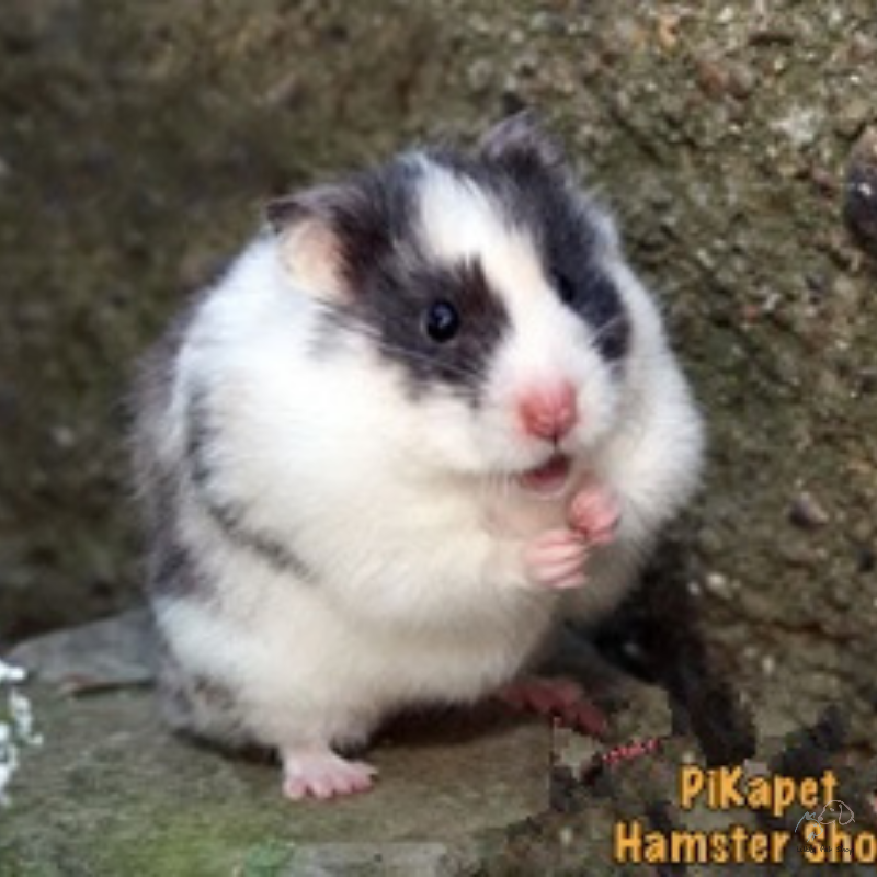 Hamster Bear Bò Sữa