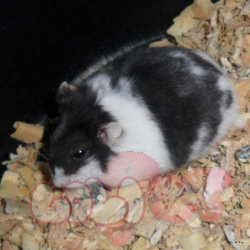 Hamster Bear Bò Sữa