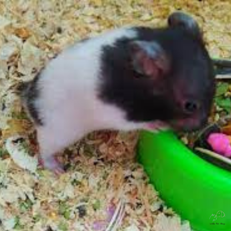 Hamster Bear Bò Sữa