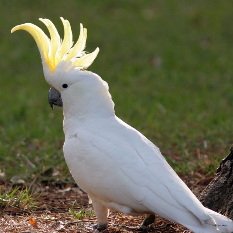 Vẹt Cockatoo