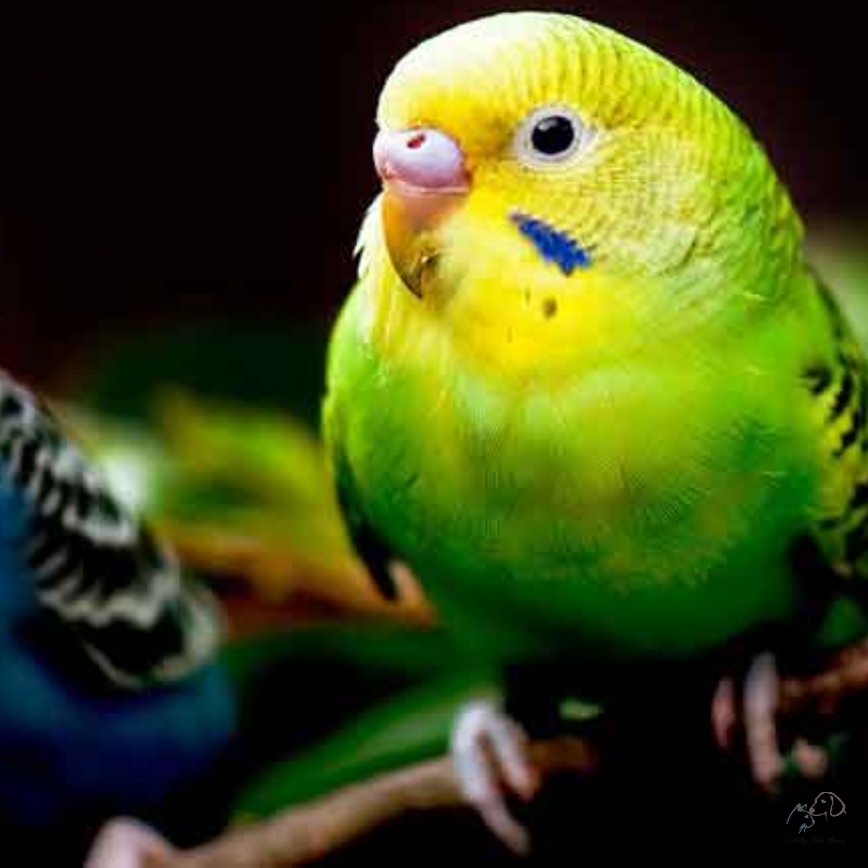 Vẹt Yến Phụng Hồng Kong