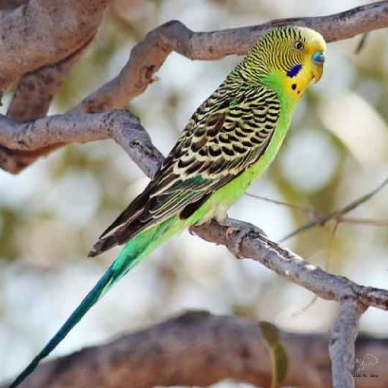 Vẹt Yến Phụng Hồng Kong