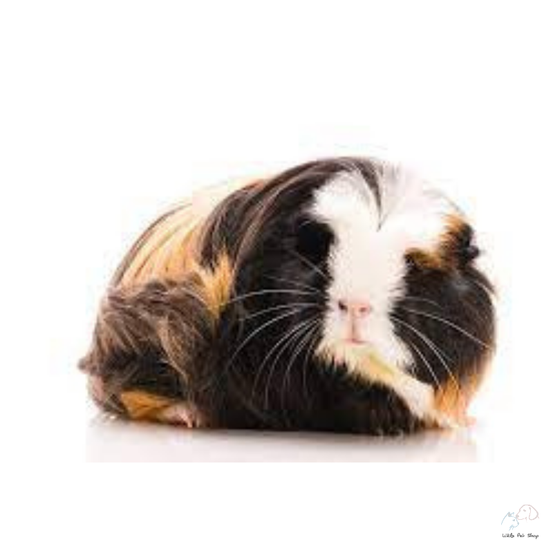 Guinea Pig Coronet