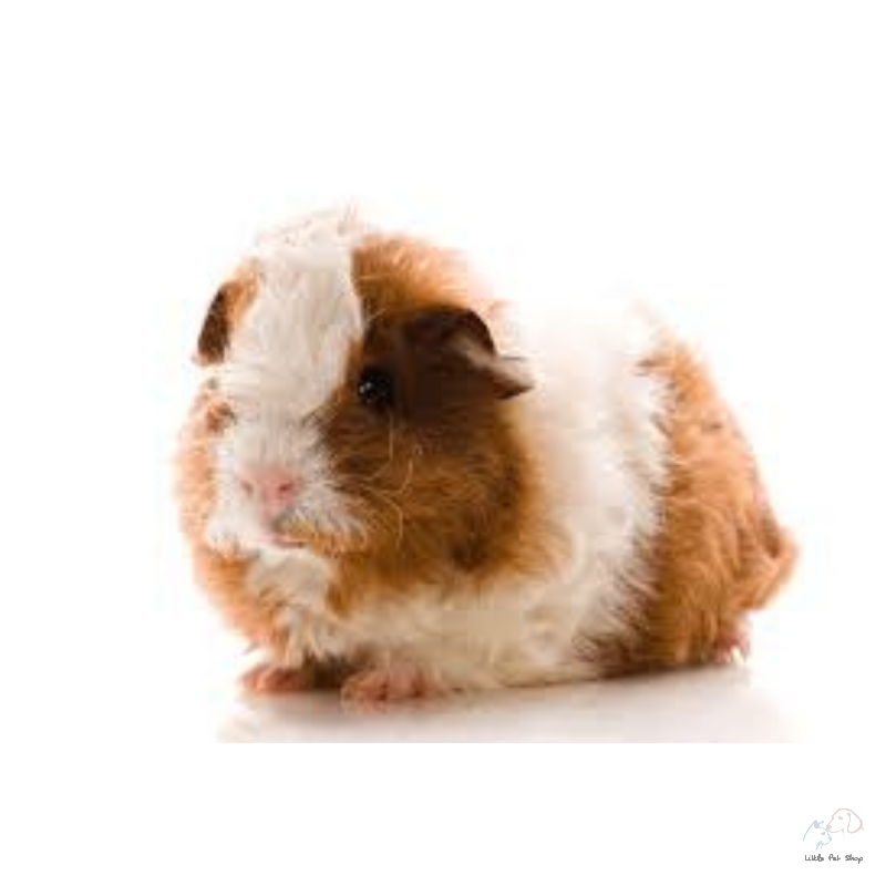 Guinea Pig Texel