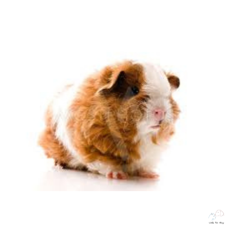 Guinea Pig Texel