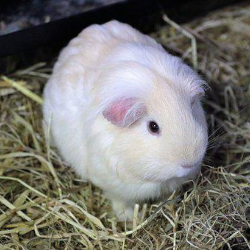 Guinea Pig White