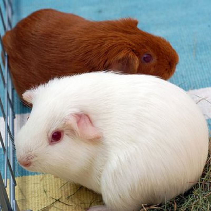 Guinea Pig White