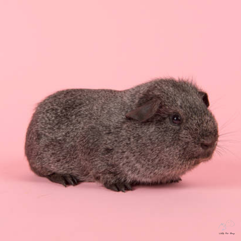 Guinea Pig Grey