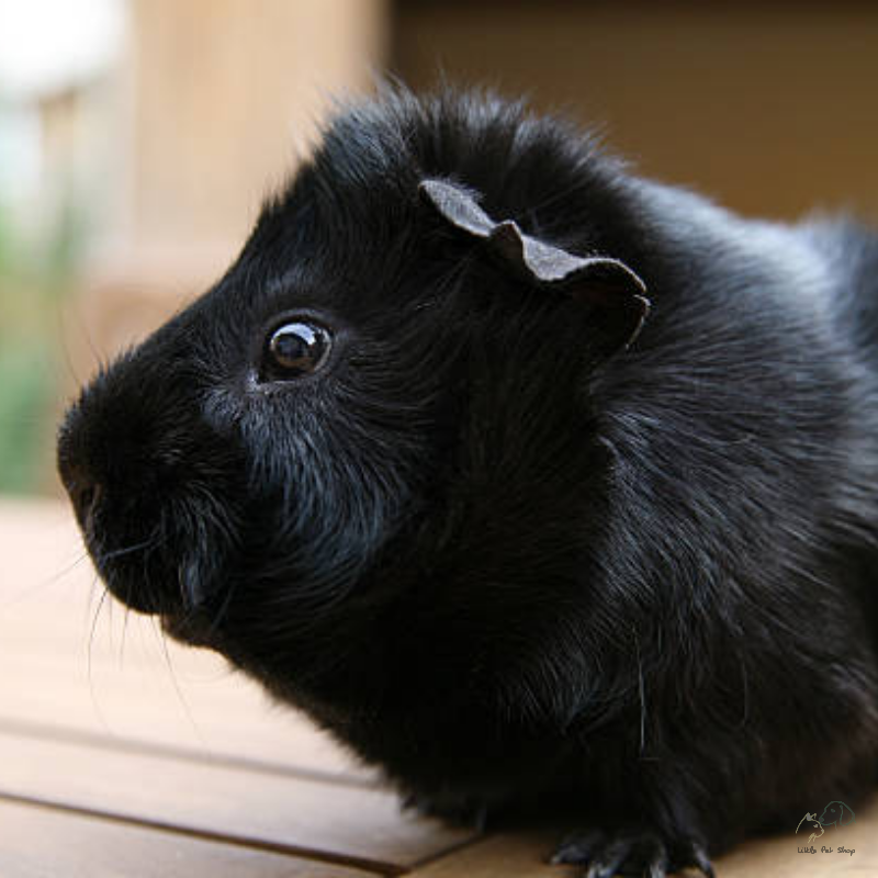 Guinea Pig Black