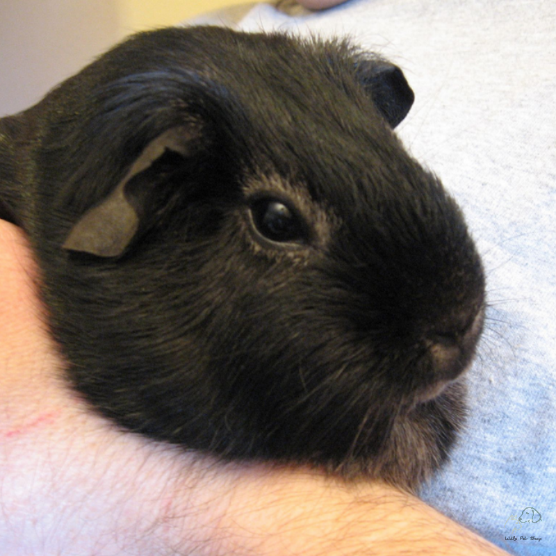 Guinea Pig Black