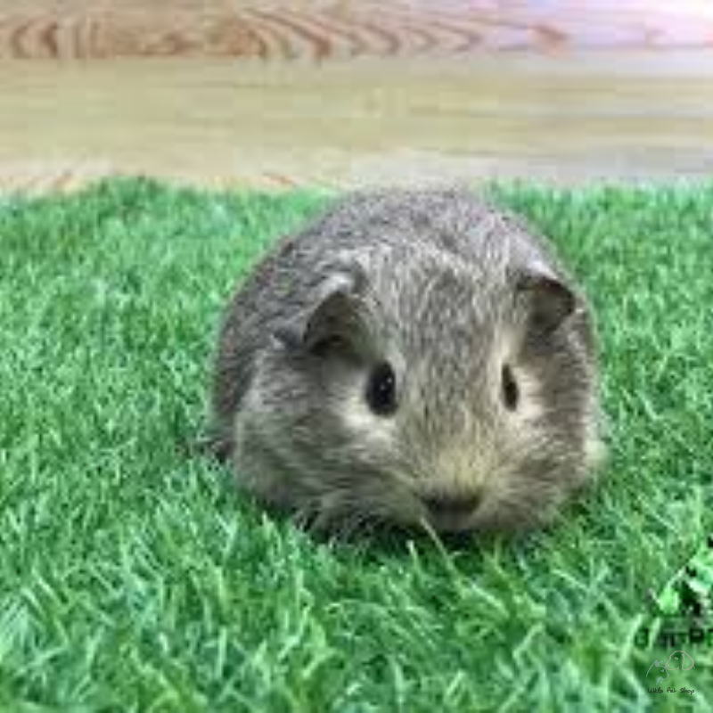 Guinea Pig Grey