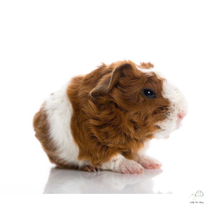Guinea Pig Texel