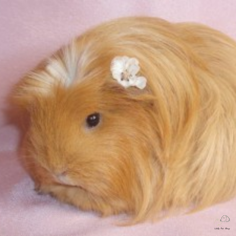 Guinea Pig Coronet