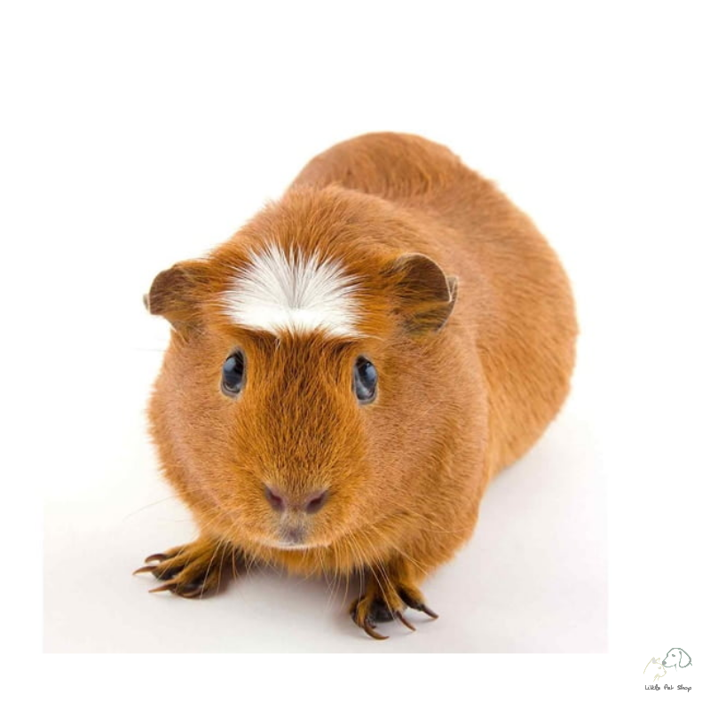 American Brown Guinea Pig