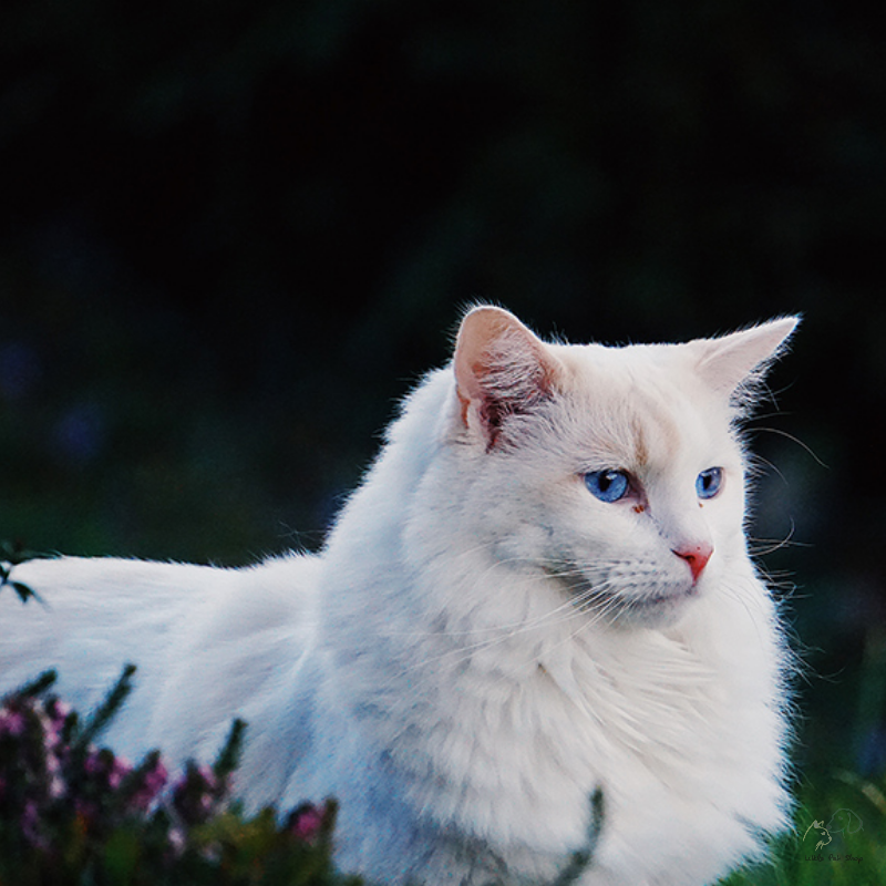 Mèo Angora Thổ Nhĩ Kỳ siêu đẹp