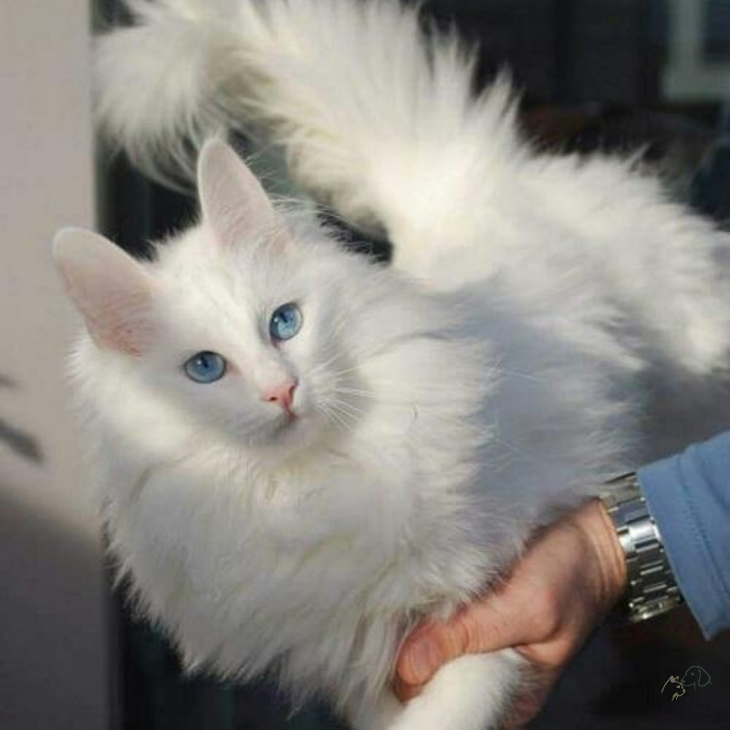 Mèo Angora Thổ Nhĩ Kỳ siêu đẹp