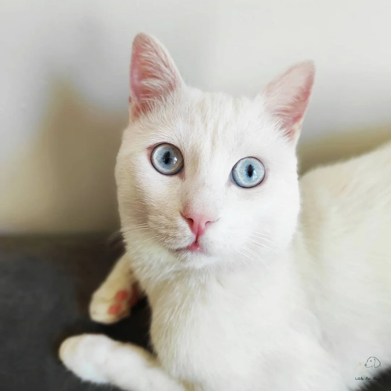 Mèo Angora Thổ Nhĩ Kỳ siêu đẹp