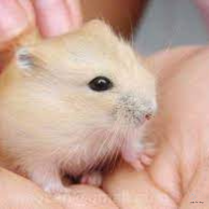 Hamster vàng chanh Thái Lan