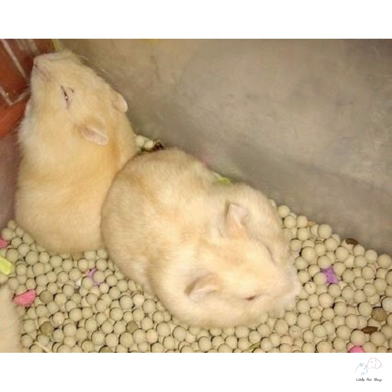 Hamster vàng chanh Thái Lan