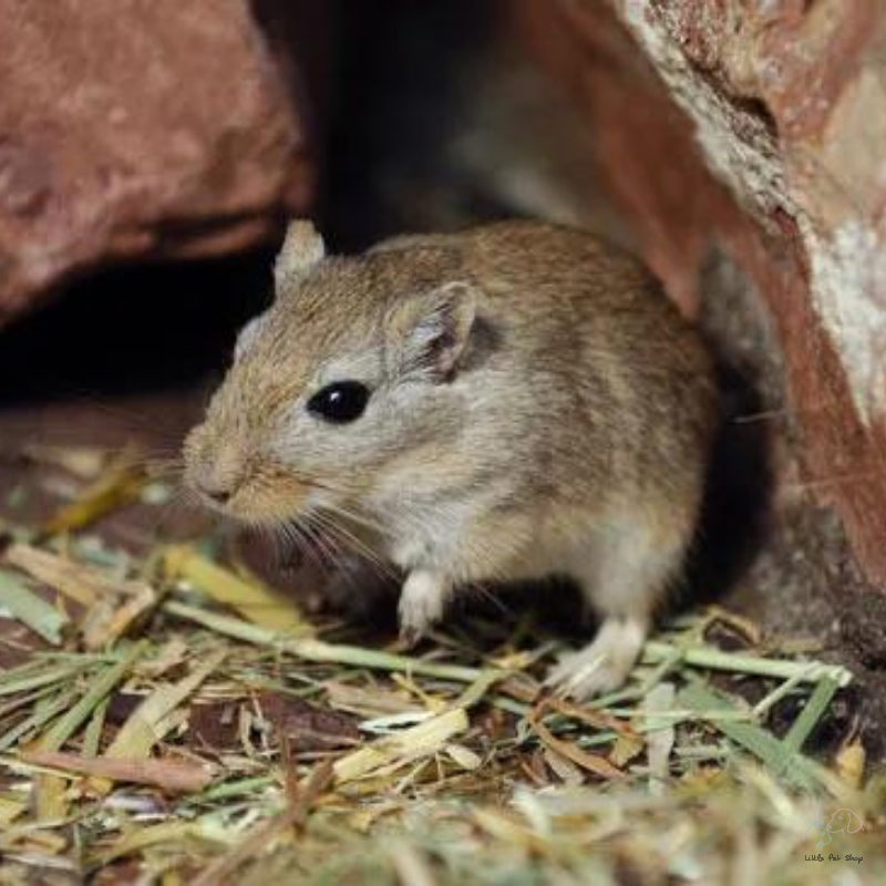 Gerbil Monoglian (chuột nhảy)