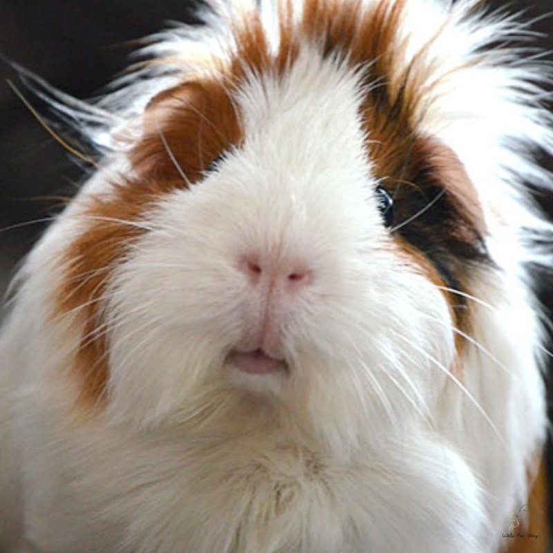 Guinea Pig Tam thể