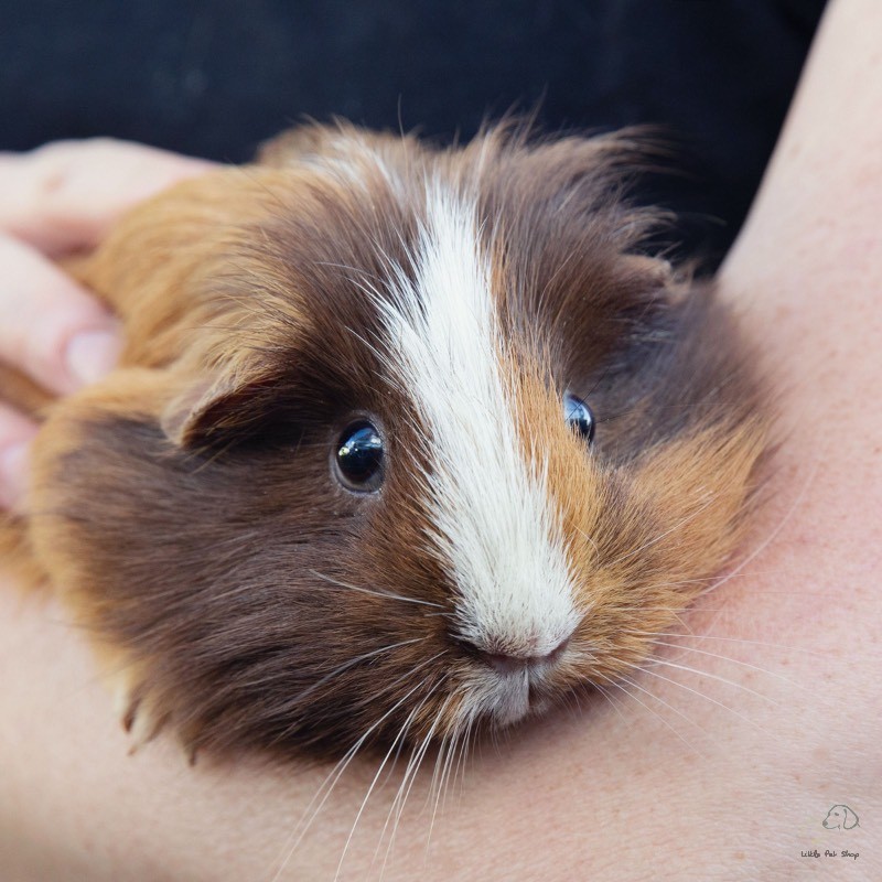 Guinea Pig Tam thể