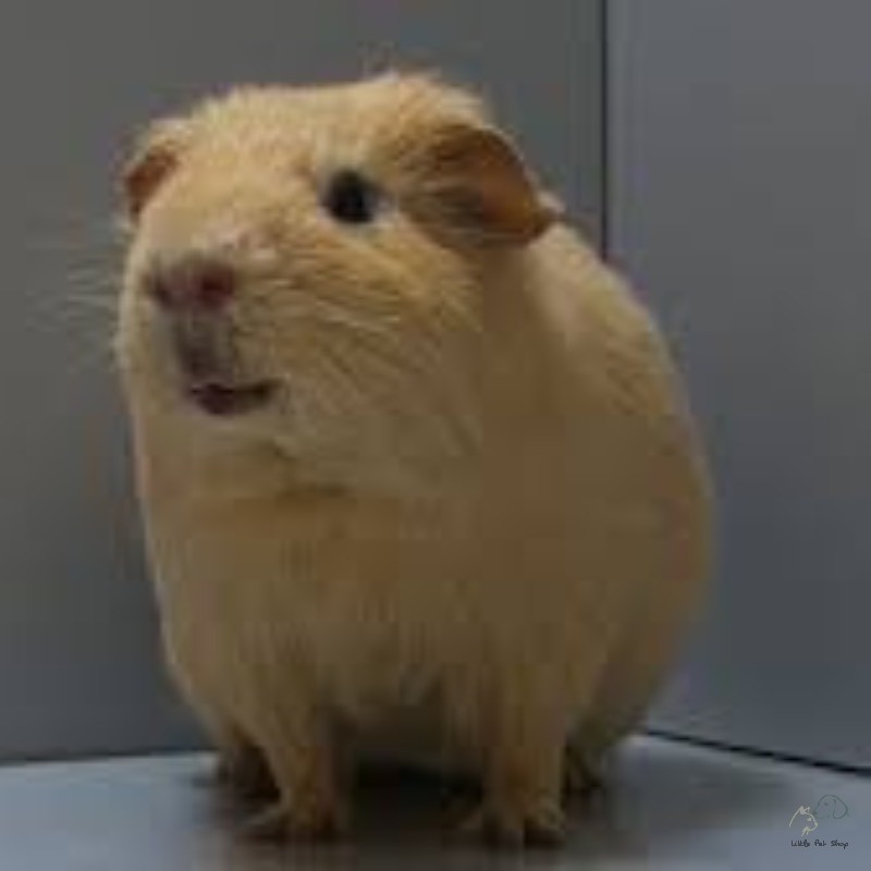 Guinea Pig Vàng chanh