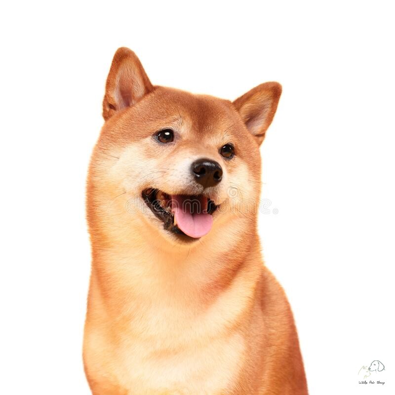 Shiba inu 2 tháng tuổi