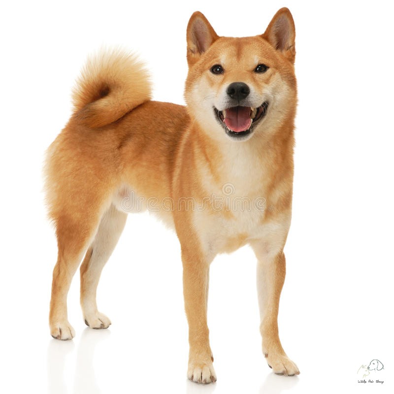 Shiba inu 2 tháng tuổi