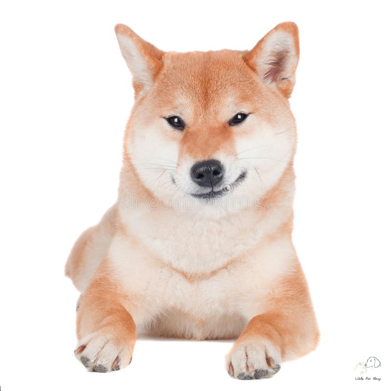 Shiba inu 2 tháng tuổi