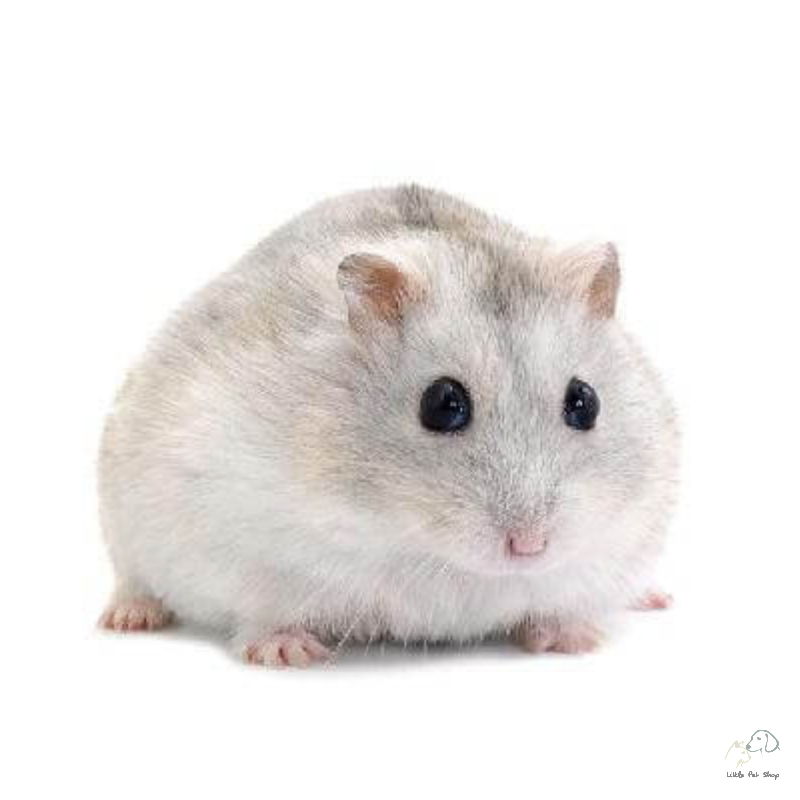 Hamster Winter White